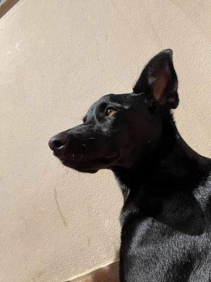 Cachorro raça SRD-ViraLata idade 7 a 11 meses nome Jessie