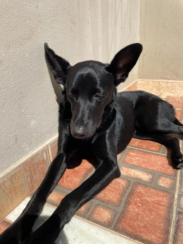 Cachorro raça SRD-ViraLata idade 7 a 11 meses nome Jessie