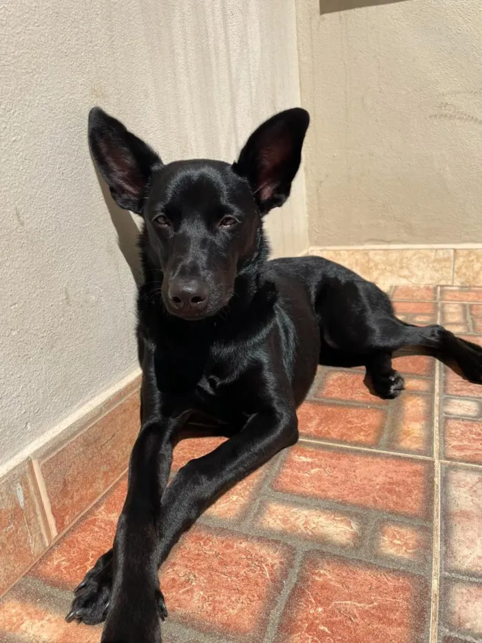 Cachorro raça SRD-ViraLata idade 7 a 11 meses nome Jessie