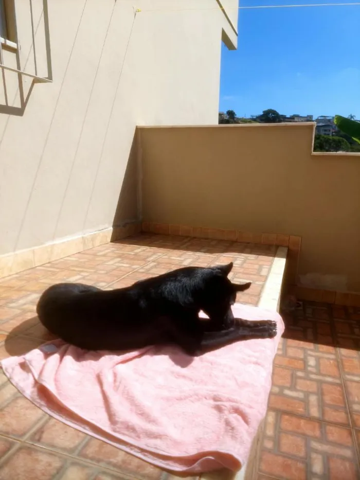 Cachorro raça SRD-ViraLata idade 7 a 11 meses nome Jessie