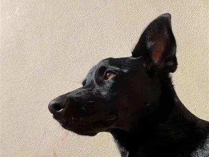 Cachorro raça SRD-ViraLata idade 7 a 11 meses nome Jessie