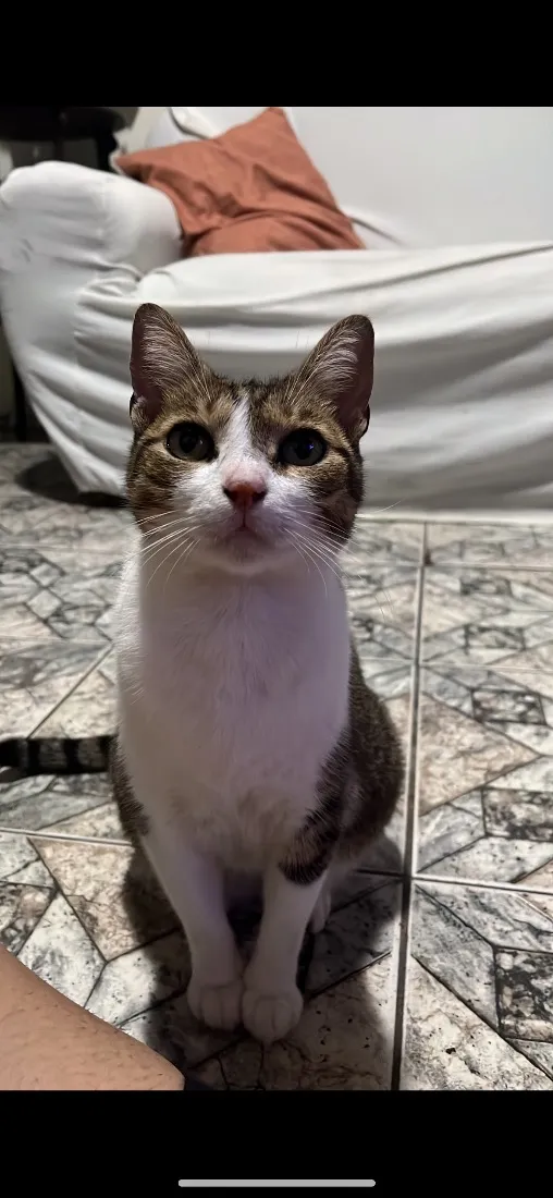 Gato raça SRD-ViraLata idade 6 ou mais anos nome Pitchula