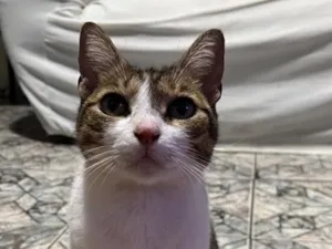 Gato raça SRD-ViraLata idade 6 ou mais anos nome Pitchula