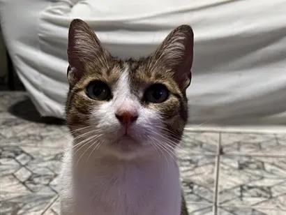Gato raça SRD-ViraLata idade 6 ou mais anos nome Pitchula