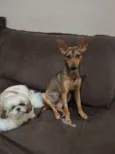 Bela/Belinha