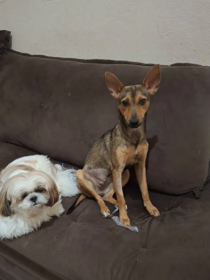 Cachorro raça SRD-ViraLata idade 1 ano nome Bela/Belinha