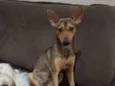 Bela/Belinha