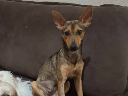 Cachorro raça SRD-ViraLata idade 1 ano nome Bela/Belinha