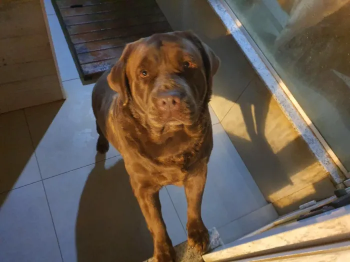 Cachorro raça Labrador idade 6 ou mais anos nome Galego