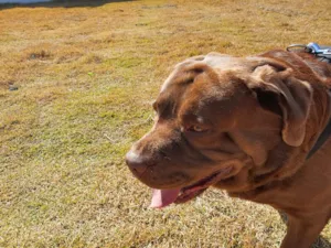 Cachorro raça Labrador idade 6 ou mais anos nome Galego