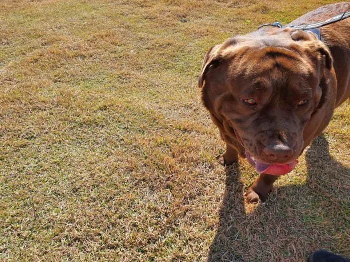 Cachorro raça Labrador idade 6 ou mais anos nome Galego