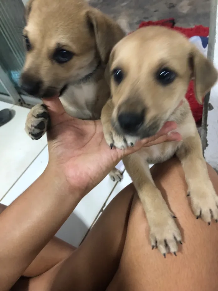 Cachorro raça SRD-ViraLata idade 2 a 6 meses nome Margarida e Margarete 