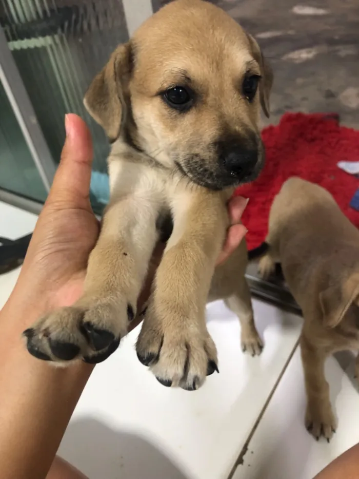 Cachorro raça SRD-ViraLata idade 2 a 6 meses nome Margarida e Margarete 