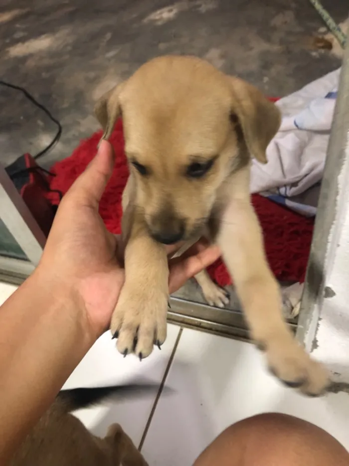 Cachorro raça SRD-ViraLata idade 2 a 6 meses nome Margarida e Margarete 