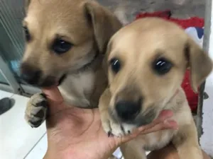 Cachorro raça SRD-ViraLata idade 2 a 6 meses nome Margarida e Margarete 