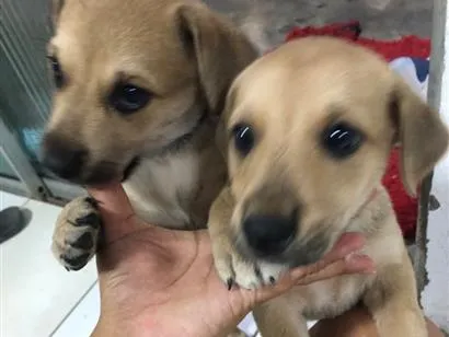 Cachorro raça SRD-ViraLata idade 2 a 6 meses nome Margarida e Margarete 