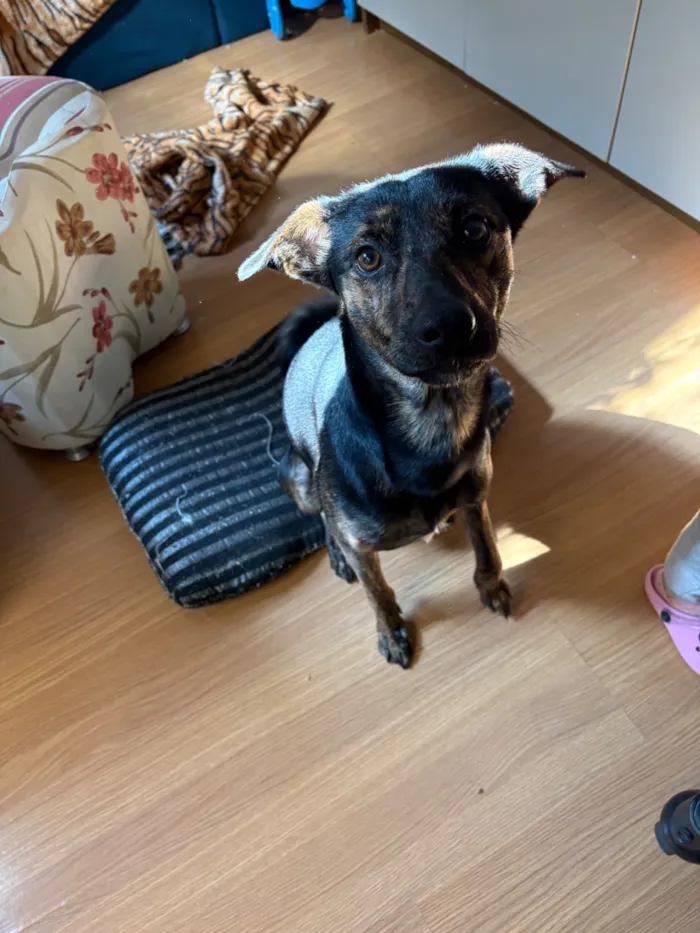 Cachorro raça SRD-ViraLata idade 1 ano nome Batata