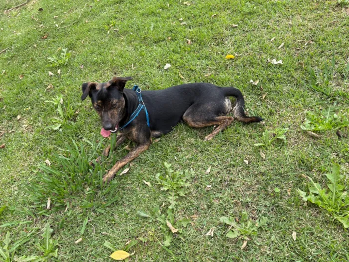 Cachorro raça SRD-ViraLata idade 1 ano nome Batata
