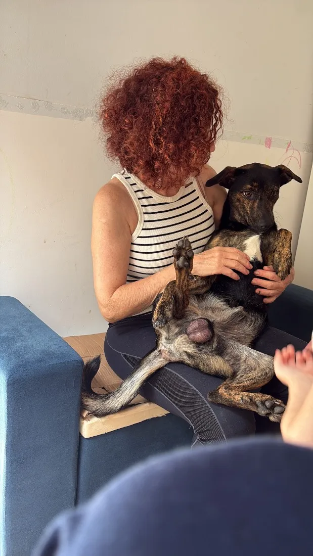 Cachorro raça SRD-ViraLata idade 1 ano nome Batata