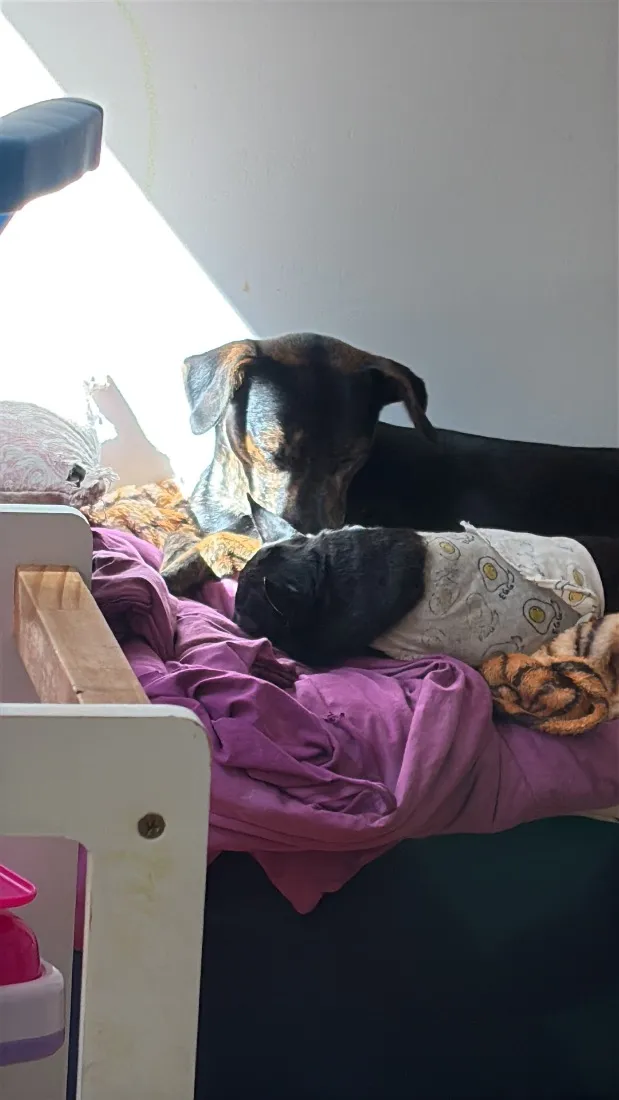 Cachorro raça SRD-ViraLata idade 1 ano nome Batata