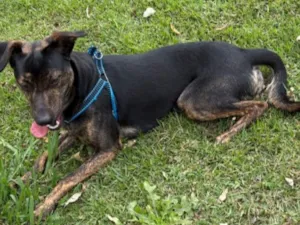 Cachorro raça SRD-ViraLata idade 1 ano nome Batata