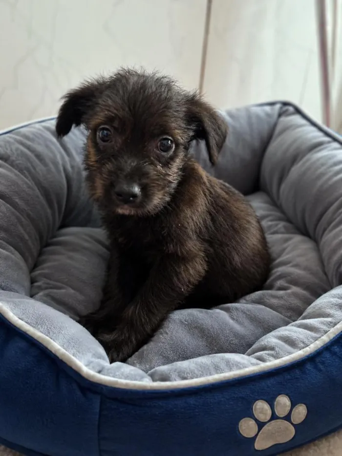 Cachorro raça SRD-ViraLata idade 2 a 6 meses nome Nutella