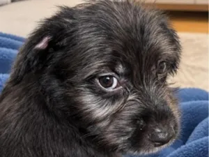 Cachorro raça SRD-ViraLata idade 2 a 6 meses nome Nutella