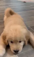 Victor 