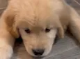 Victor 