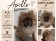 Apollo