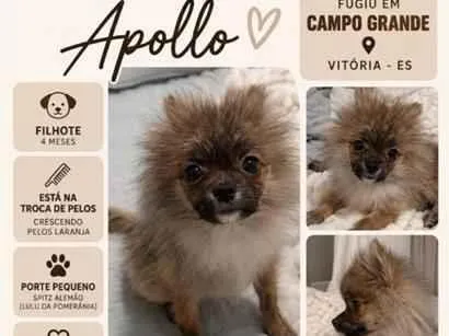 Cachorro raça SRD-ViraLata idade 2 a 6 meses nome Apollo