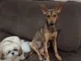 Bela/Belinha