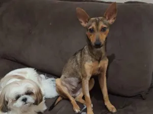 Cachorro raça SRD-ViraLata idade 1 ano nome Bela/Belinha