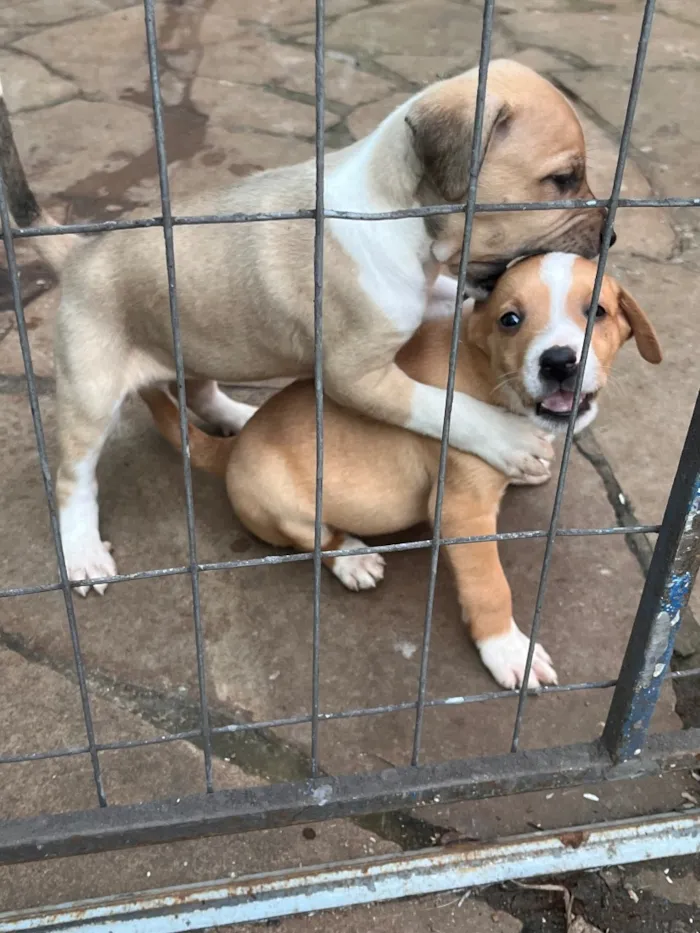 Cachorro raça SRD-ViraLata idade Abaixo de 2 meses nome Filhotes 