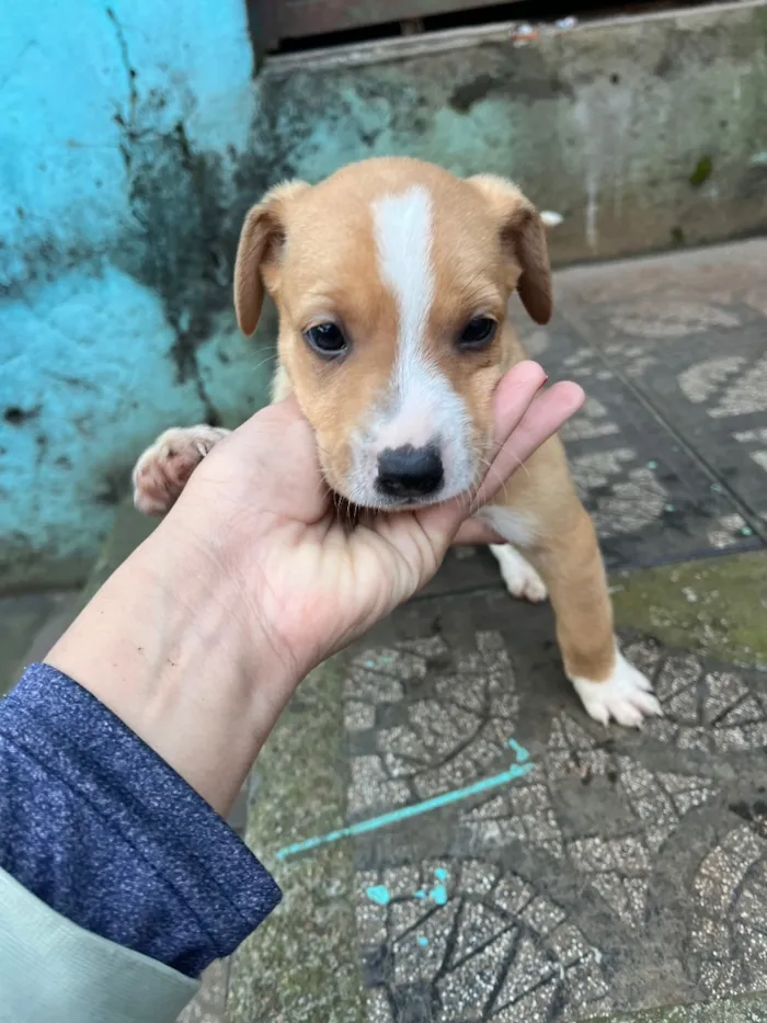 Cachorro raça SRD-ViraLata idade Abaixo de 2 meses nome Filhotes 