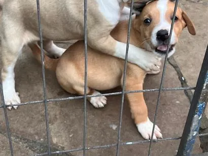 Cachorro raça SRD-ViraLata idade Abaixo de 2 meses nome Filhotes 