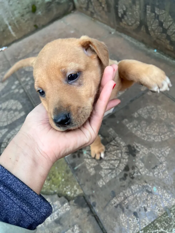 Cachorro raça SRD-ViraLata idade Abaixo de 2 meses nome Filhotinha
