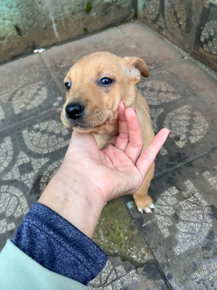 Cachorro raça SRD-ViraLata idade Abaixo de 2 meses nome Filhotinha
