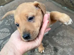 Cachorro raça SRD-ViraLata idade Abaixo de 2 meses nome Filhotinha