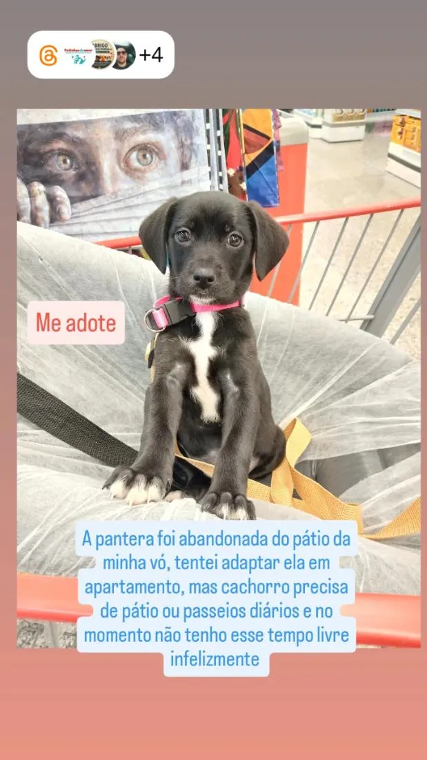 Cachorro raça SRD-ViraLata idade 2 a 6 meses nome Pantera