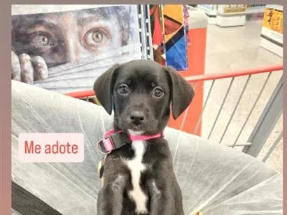 Cachorro raça SRD-ViraLata idade 2 a 6 meses nome Pantera