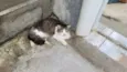 Mimi (nome temporário)