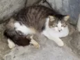 Mimi (nome temporário)