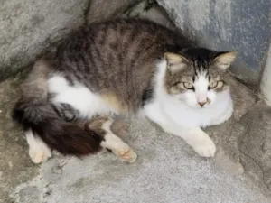 Gato raça SRD-ViraLata idade 4 anos nome Mimi (nome temporário)