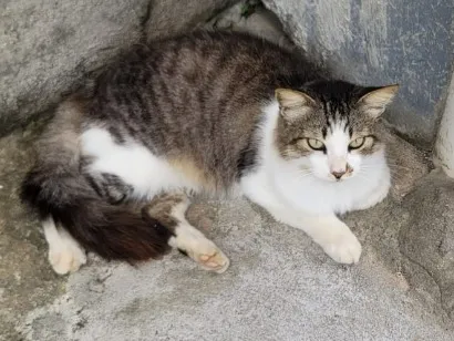 Gato raça SRD-ViraLata idade 4 anos nome Mimi (nome temporário)