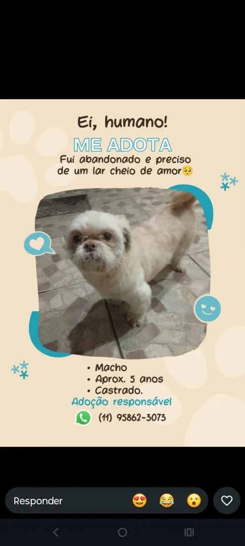 Cachorro raça Shitzu idade 5 anos nome Corote