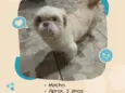 Corote