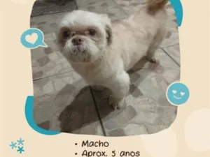 Cachorro raça Shitzu idade 5 anos nome Corote