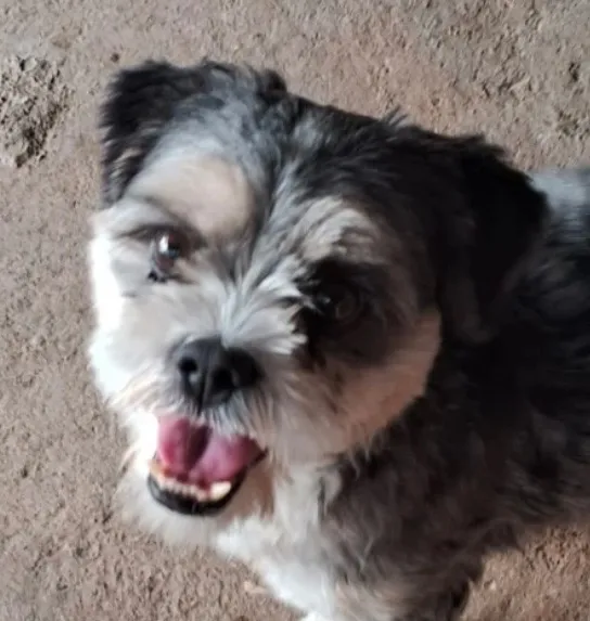 Cachorro raça Shitzu idade 5 anos nome Logan