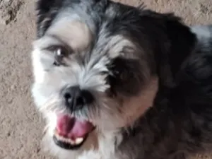 Cachorro raça Shitzu idade 5 anos nome Logan